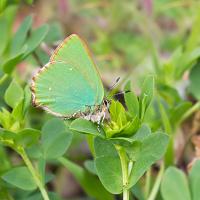 Green Hairstreak 